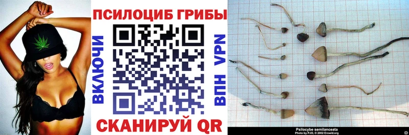 Галлюциногенные грибы Psilocybine cubensis  купить   даркнет какой сайт  Новоульяновск 